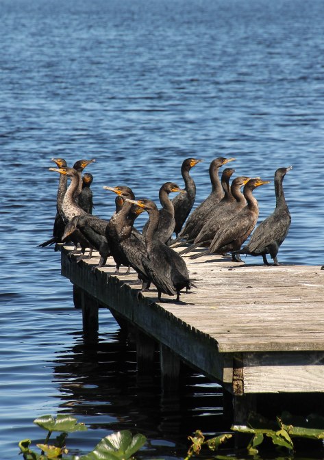 "The meeting is called to order"