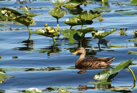 Mallard (female)