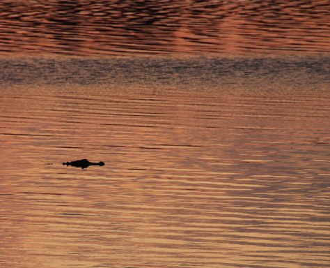 survival, a simple quest or is it 