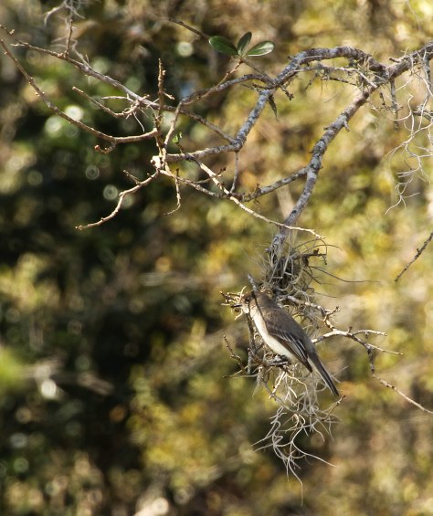 Eastern Phoebe