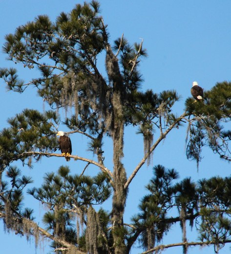 Bald Eagle (female)