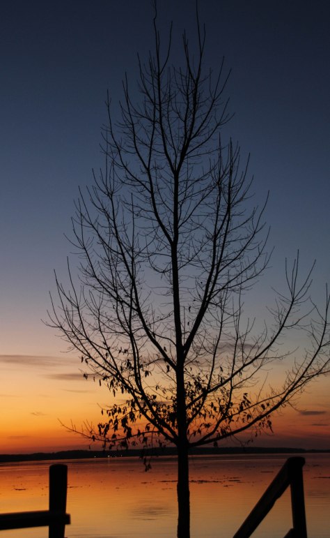 Trees speak to me.....