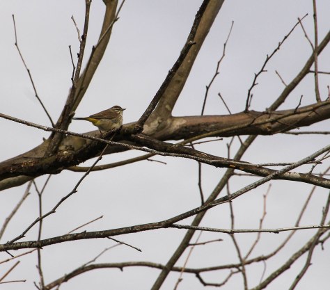 A pretty little Palm Warbler