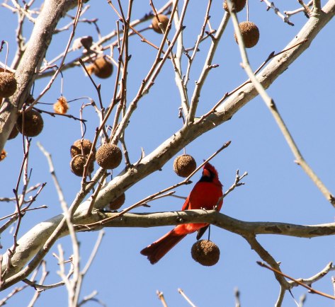 "Will you be my Love"