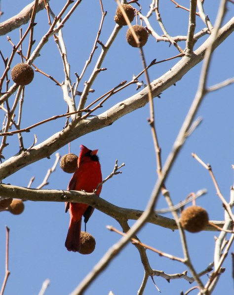 Northern Cardinal