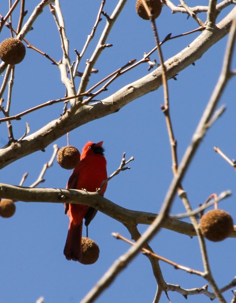 Northern Cardinal (male)
