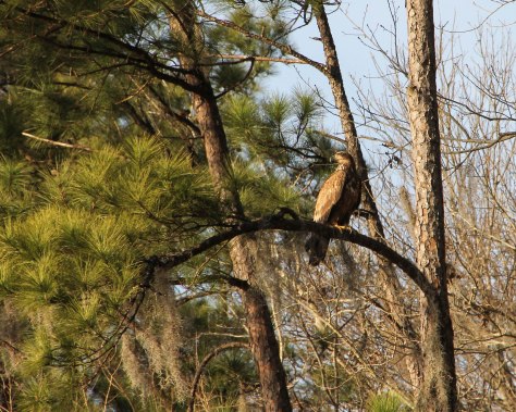 Bald Eagle, between two and five years old. (It takes five years for their head to turn white)
