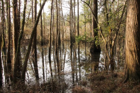 A Bog along a trail