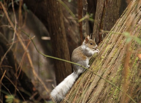 Fox Squirrel