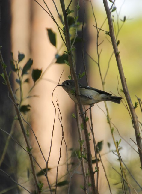 Ruby-crowned Kinglet 