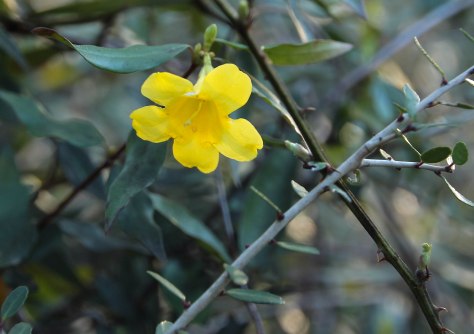 Carolina Jasmine