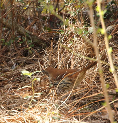 A nice view showing its streaked body and white-wing bars