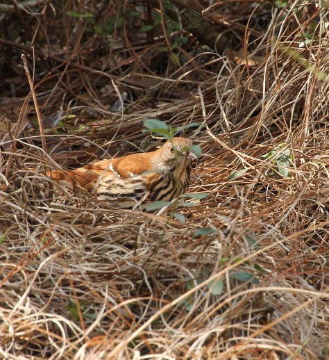 "Can you see me, I am hiding?"