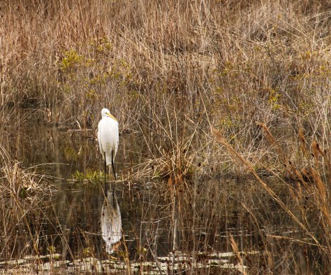 Great Egret fishing in the stream