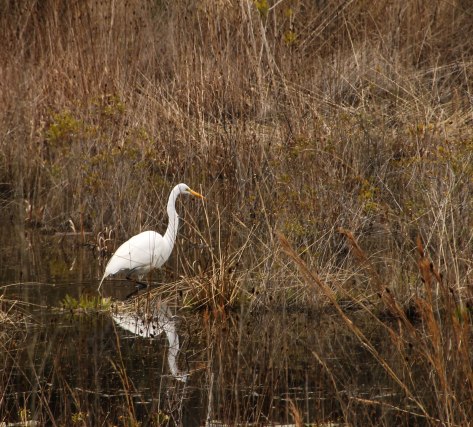 Great Egret