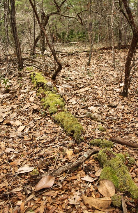 Moss covered fallen tree