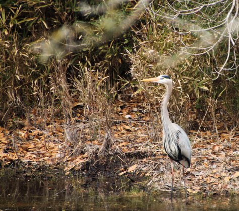 Great Blue Heron