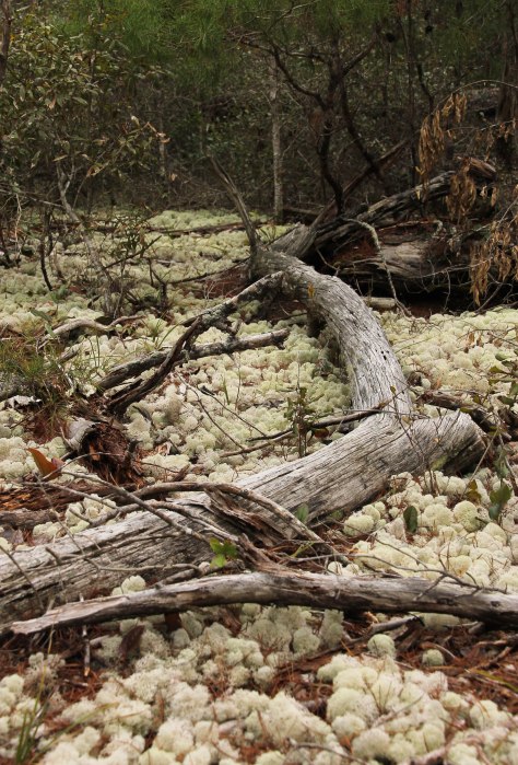 This stuff covers the forest floor.