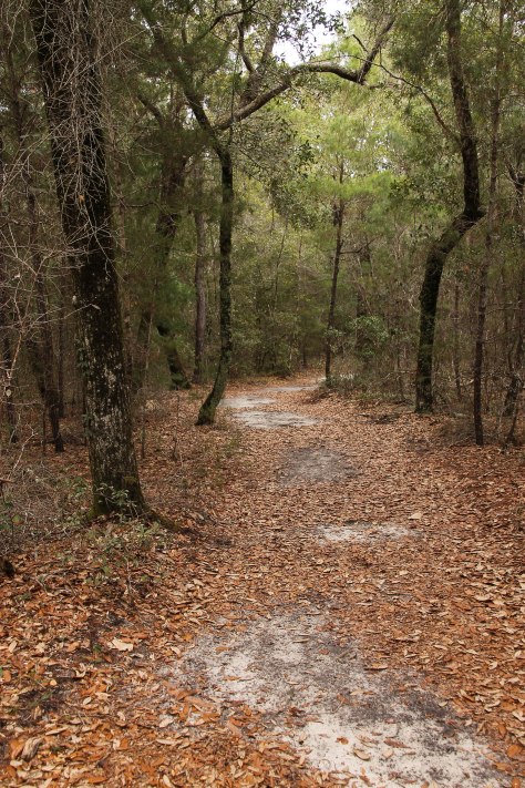 A hiking path at Rocky Bayou State Park