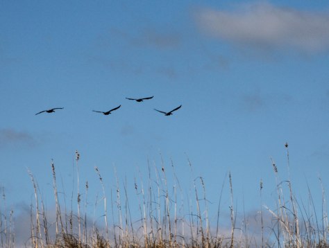 Pelicans in Flight