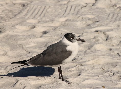 Laughing Gull