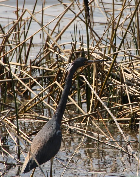 "Do you see my breeding white plumes?"