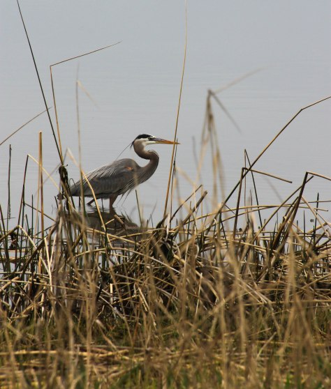 Great Blue Heron