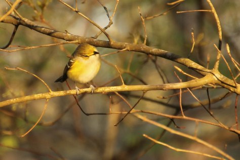 White-eyed Vireo (Setting sun hitting the little guy just right)
