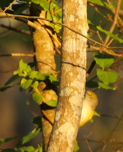 White-eyed Vireo Beautiful little bird