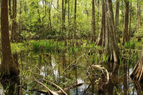 Cypress Trees in a Swampy Bog