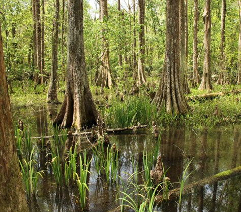 Abbeville Red Iris, not in bloom yet.