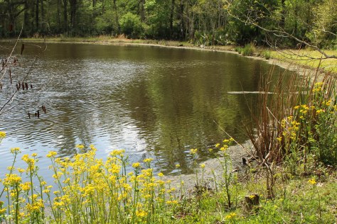 Spring along the pond