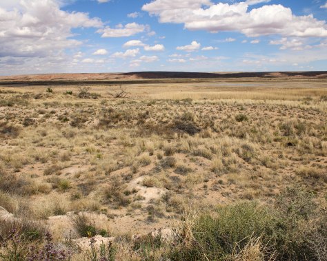 Bitter Lakes National Wildlife Refuge, where the Chihuahuan Desert meets the southern plains.