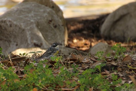 Yellow-rumped Warbler                                                                                                                