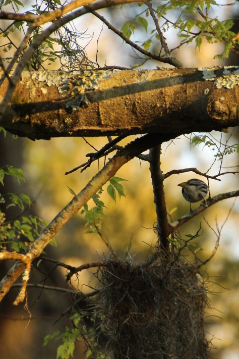 Yellow-throated Warbler (backside)