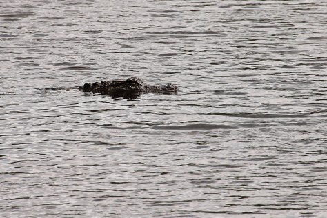 An Evalgeline Pond resident