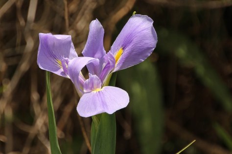 Blooming Iris