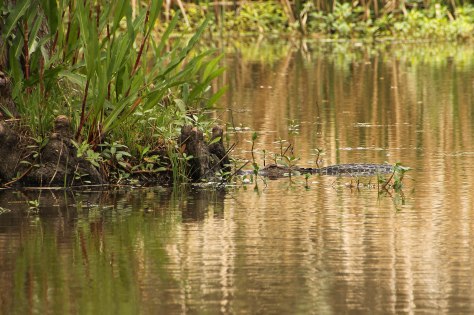 A snoozing little guy!