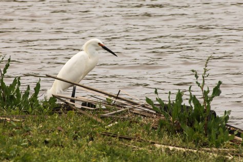 For the love of this bird, it all started over 100 years ago. The beautiful Snowy Egret