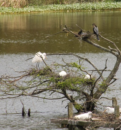 An Anhinga couple