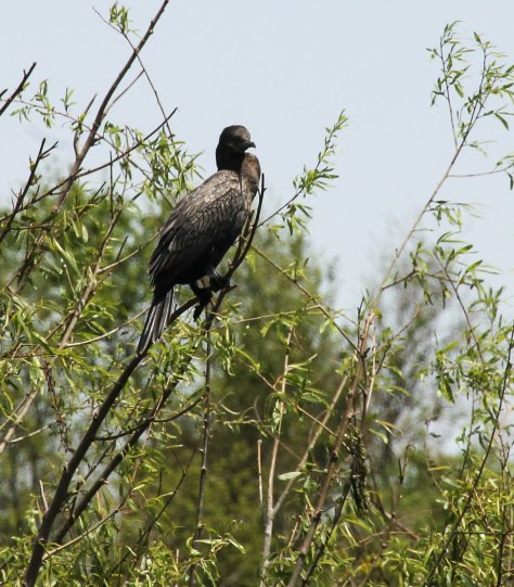 Don't say anything about his short tail