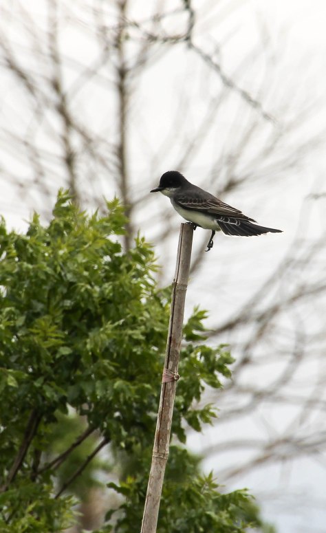 "Do they have handicap access here at ANWR?" Eastern Kingbird