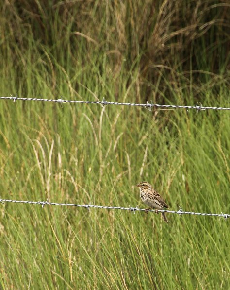 Savannah Sparrow I am not 100% sure of this ID