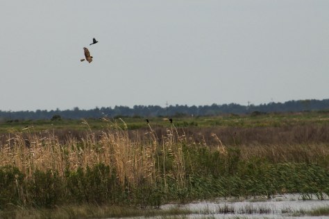 White-tailed Hawk Far away and being chased by a blackbird