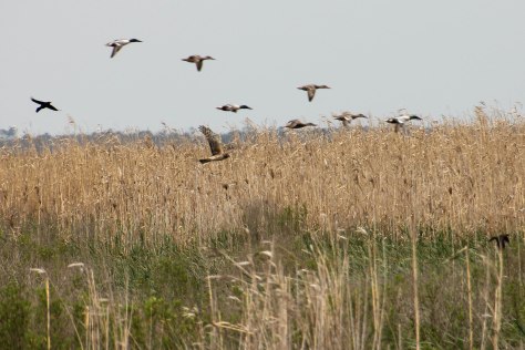 Maybe the White-tailed Hawk is being harassed by the ducks