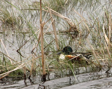 Northern Shoveler