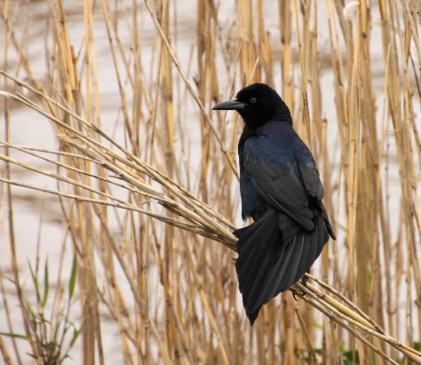 Boat-tailed Grackle