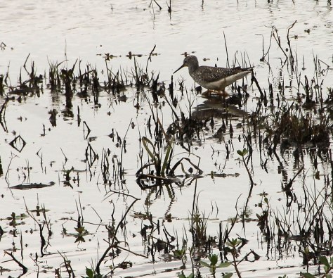 Greater Yellow Legs I am not sure about this ID