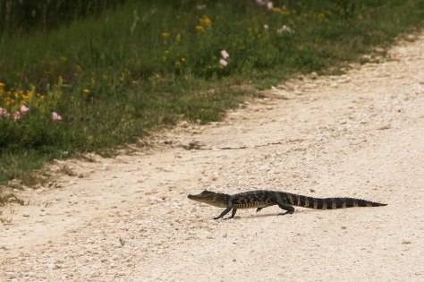 A cute little baby Alligator