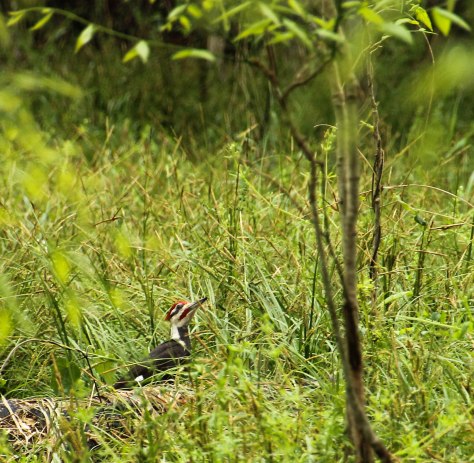 Pileated Woodpecker